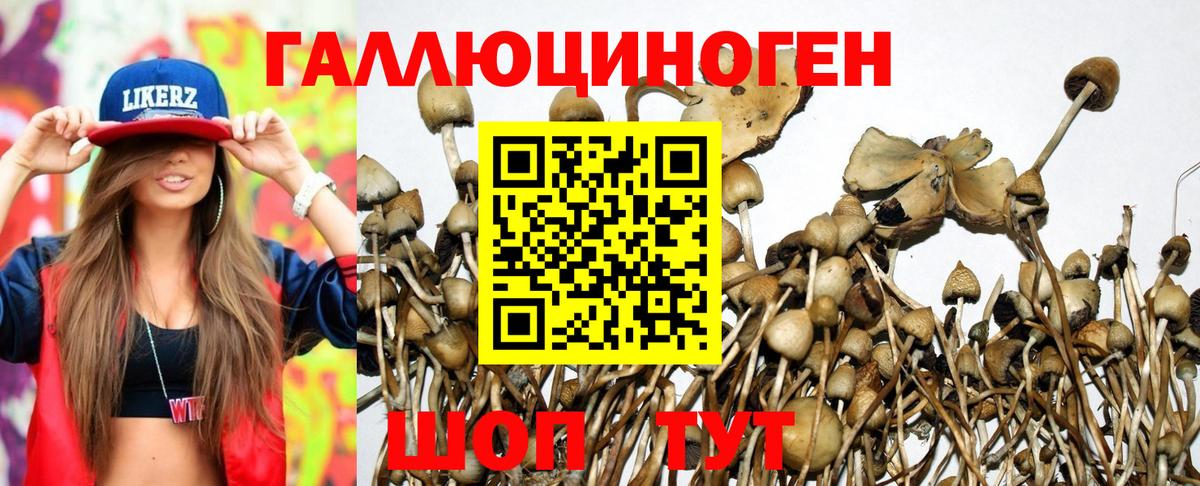 Галлюциногенные грибы Cubensis  Вход с VPN  Новороссийск  Псилоцибиновые грибы Psilocybine cubensis 
